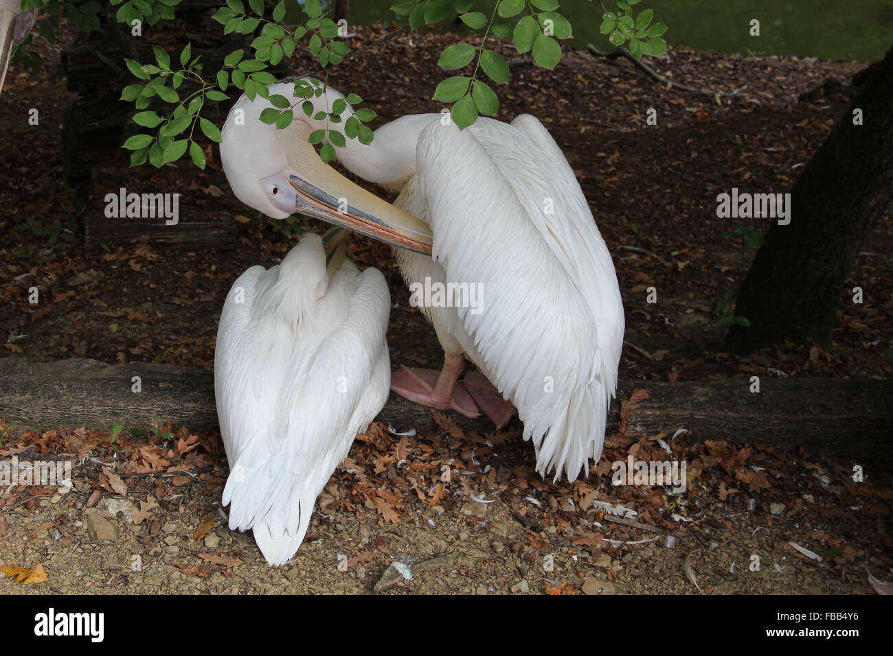 Rosapelikan im Zoo von Pistoia (Italien) Reinigung selbst Stockfoto