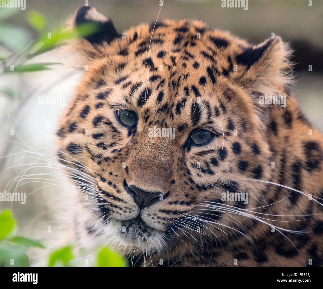 Weibliche Amur Leoparden (Kopfschuss) Stockfoto