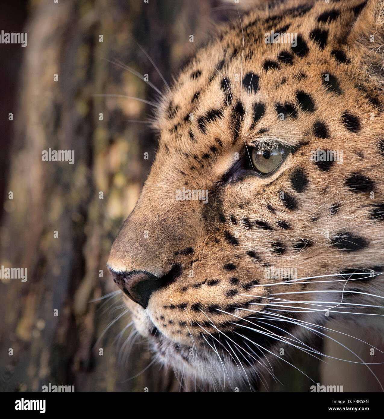 Männliche Amur-Leopard (Kopfschuss) Stockfoto