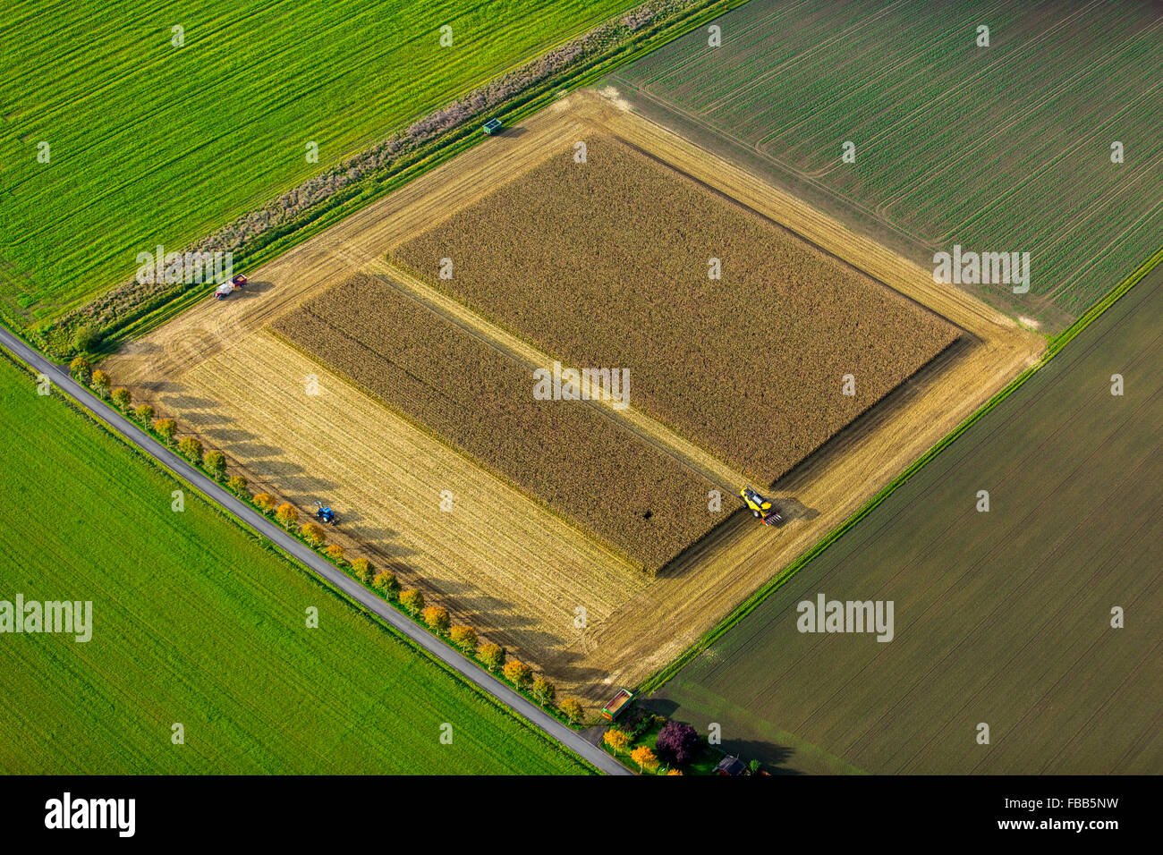 Luftbild, Maisfeld, Maisernte, Mähdrescher im Maisfeld, Landwirtschaft, rechteckiges Feld, Feld, auf der Straße, Stockfoto