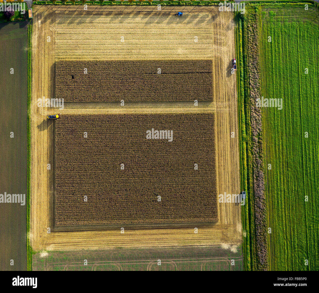 Luftbild, Maisfeld, Maisernte, Mähdrescher im Maisfeld, Landwirtschaft, rechteckiges Feld, Feld, auf der Straße, Stockfoto