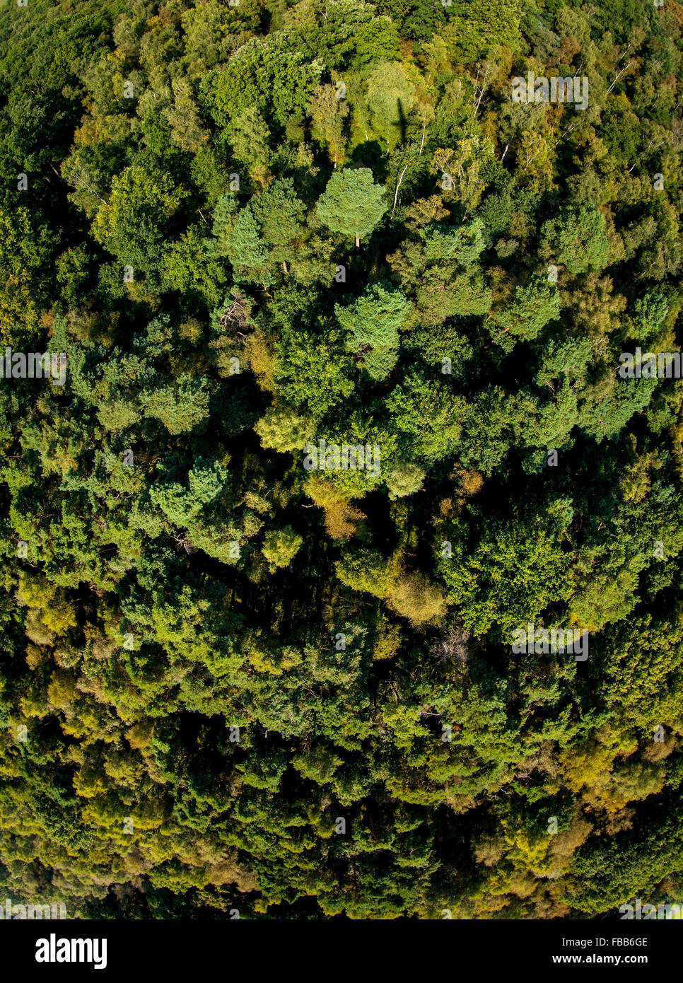 Luftaufnahme, Wald von einem vertikalen Ansicht, Perpendicular Recording, fisheye-Objektiv, Laubwald, Lüdinghausen, Münsterland, Stockfoto
