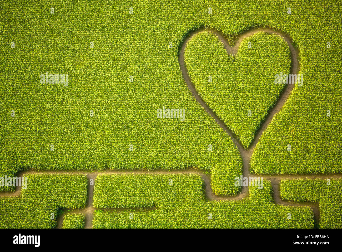 Luftaufnahme, Herz im Maisfeld, Maislabyrinth in einem Maisfeld in Herten, Wege im Maisfeld, grünes Herz, Herzform, Stockfoto
