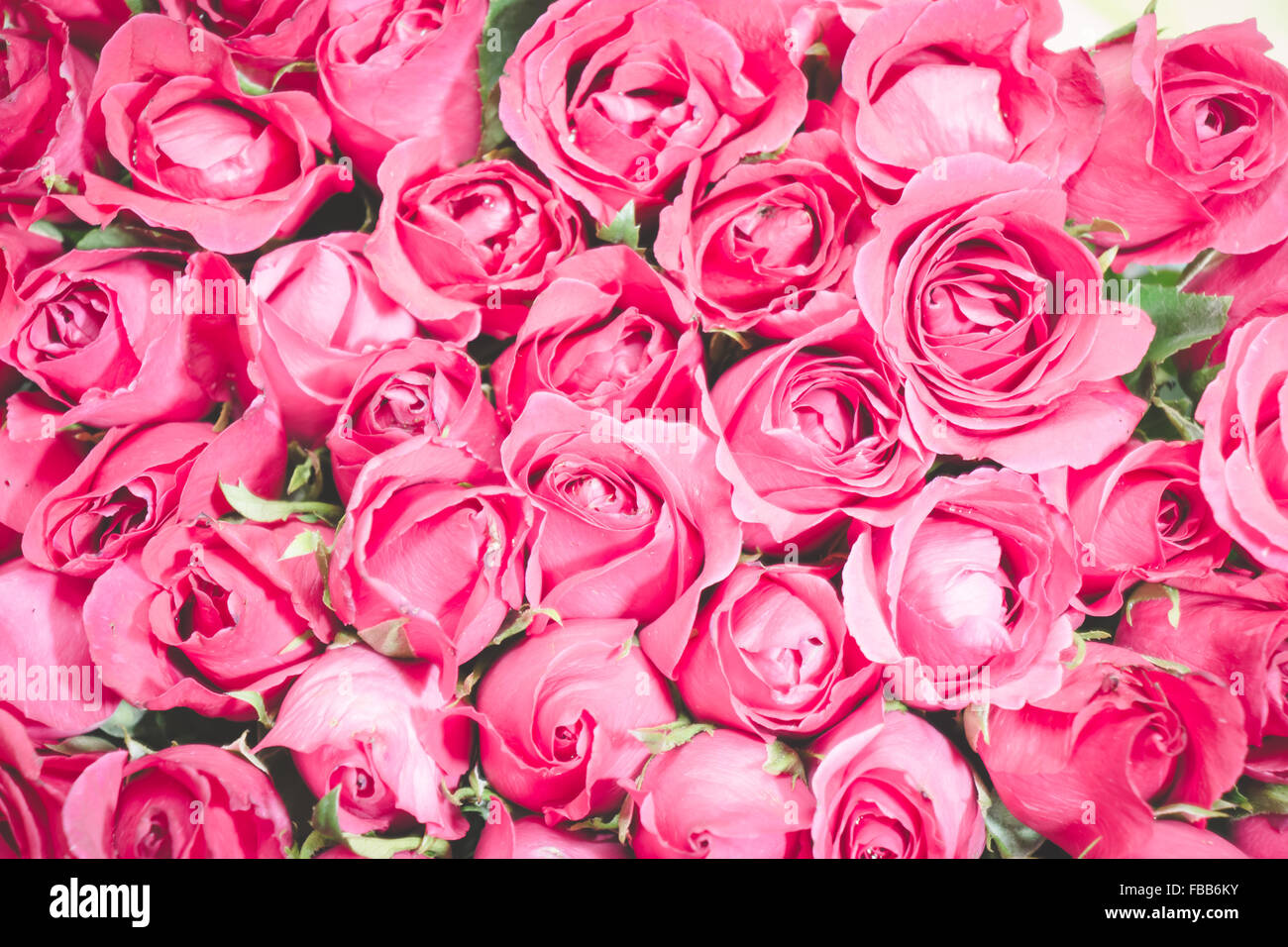 Rosa Rosen Strauß Hintergrund, schöne Blume Valentine Konzept-set Stockfoto