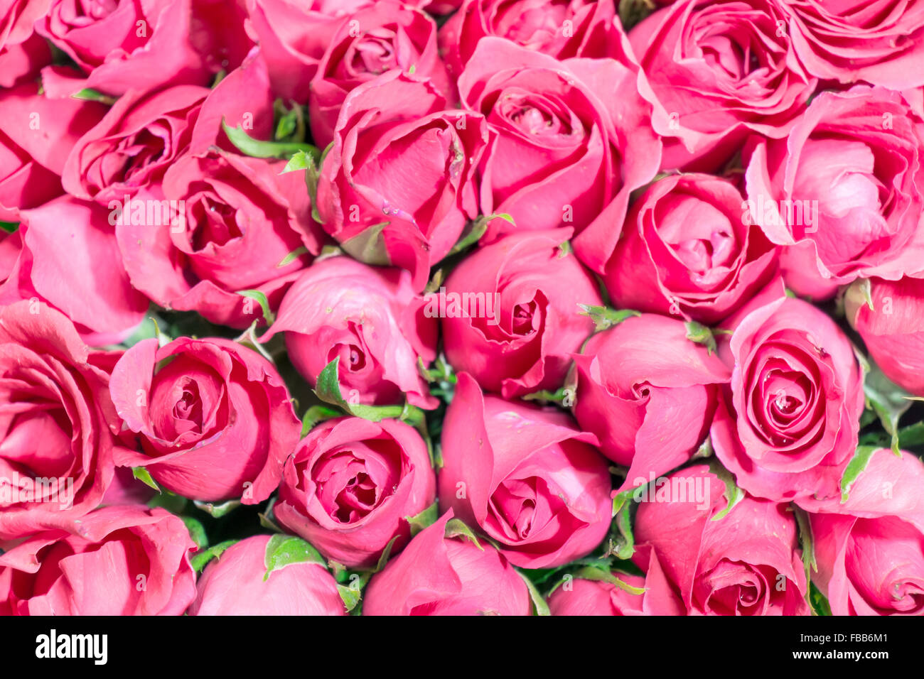 Rosa Rosen Strauß Hintergrund, schöne Blume Valentine Konzept-set Stockfoto