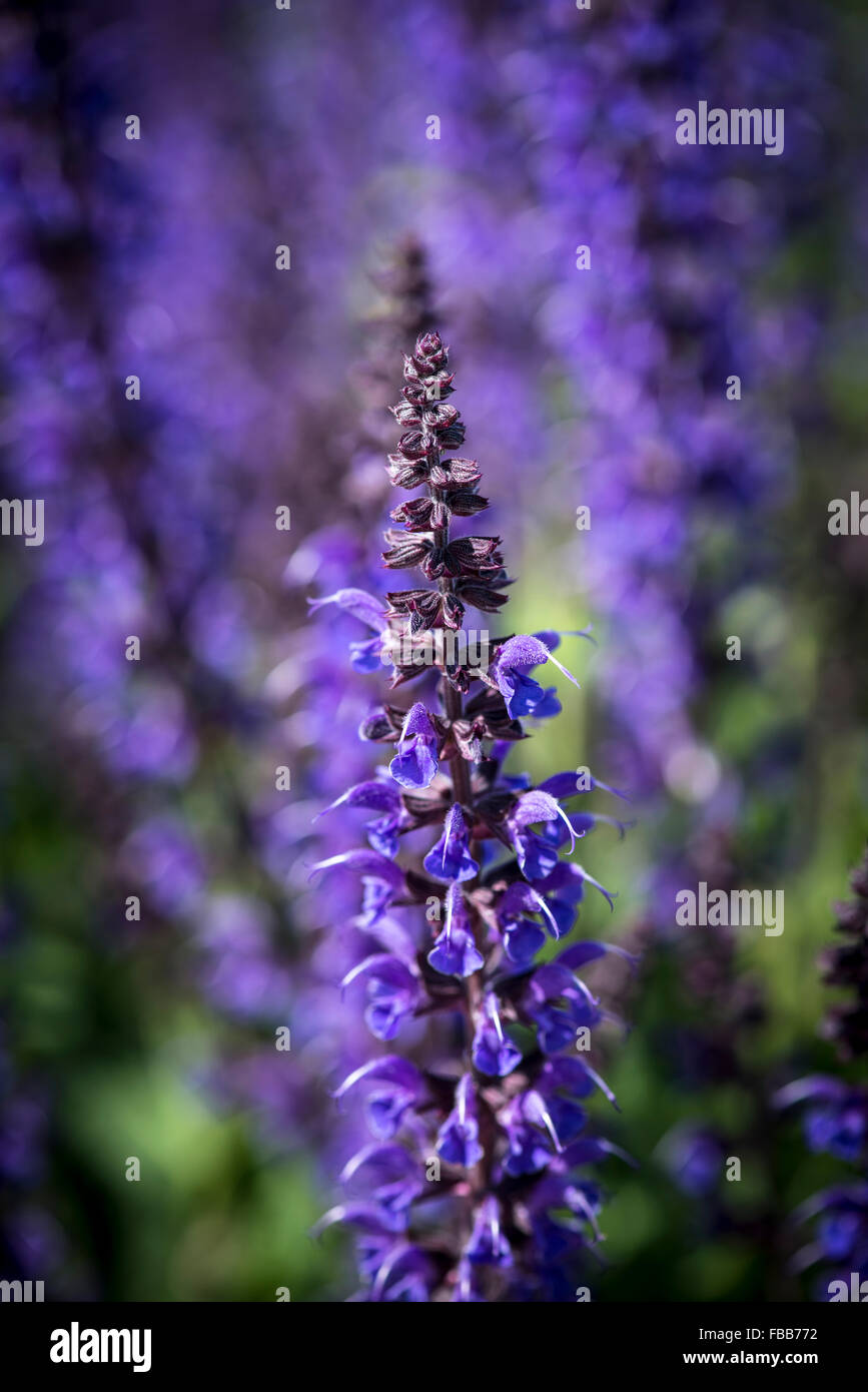 Makroaufnahme einer lila Blüten im zeitigen Frühjahr Stockfoto