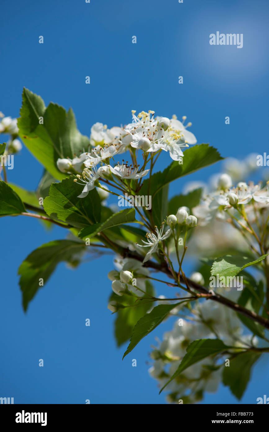 Makroaufnahme einer blühenden Baum blüht im zeitigen Frühjahr mit klarem Himmel im Hintergrund Stockfoto