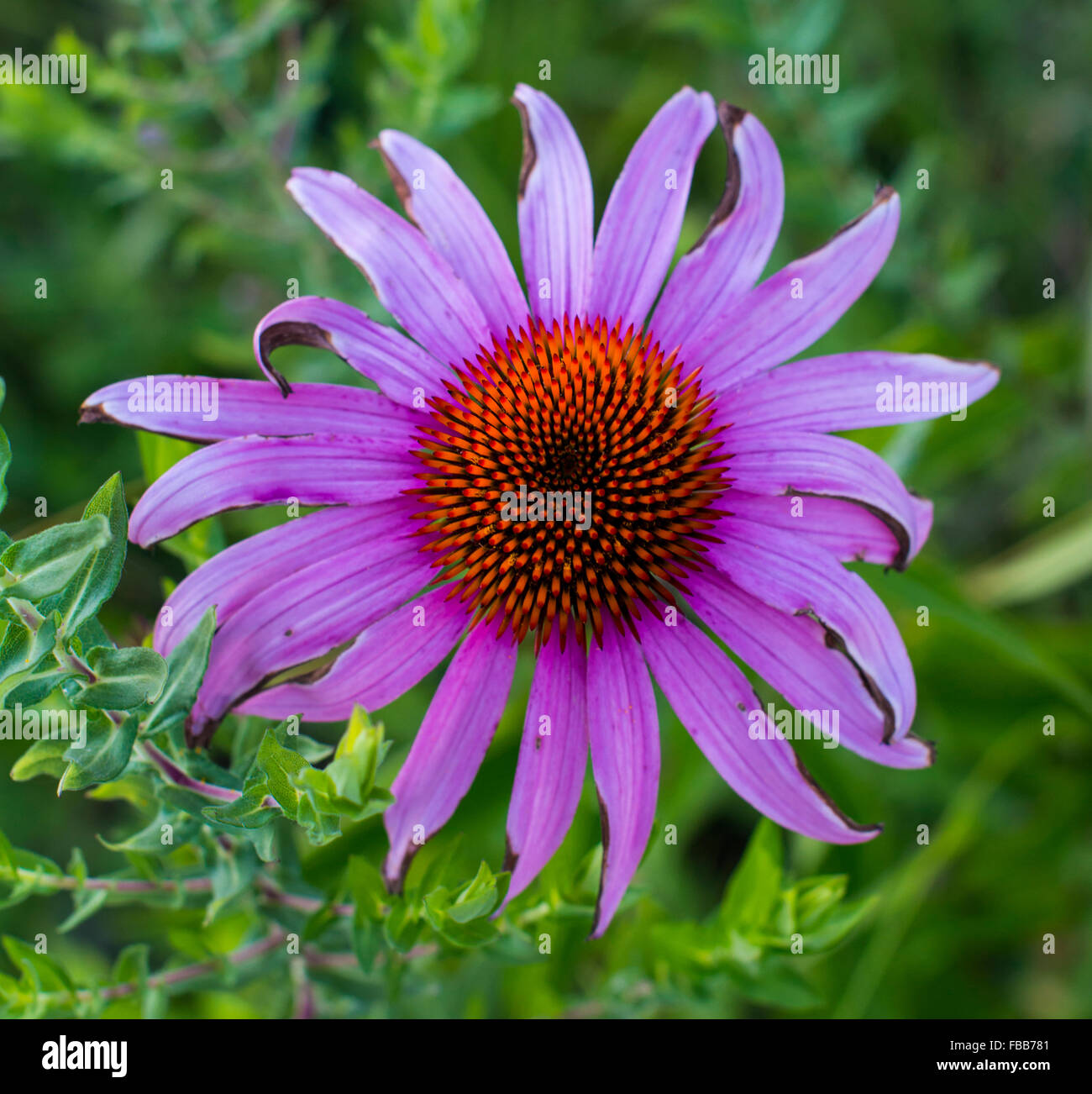 Echinacea Purpurea Blume Nahaufnahme Stockfoto