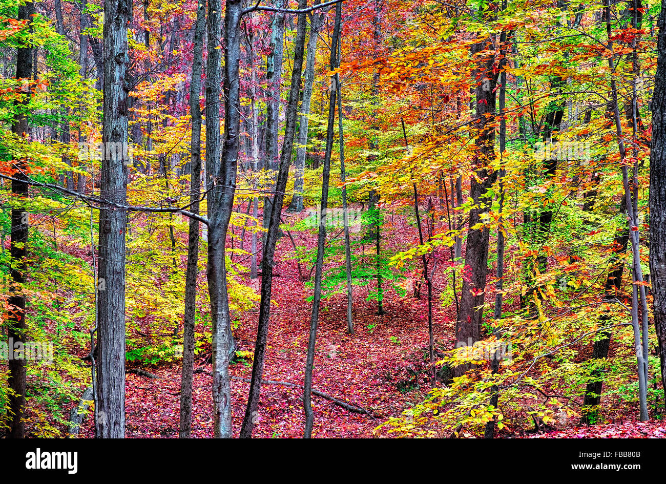 Herbst Wald mit bunten Laub, Jockey Hollow Park, Morris County, New Jersey Stockfoto