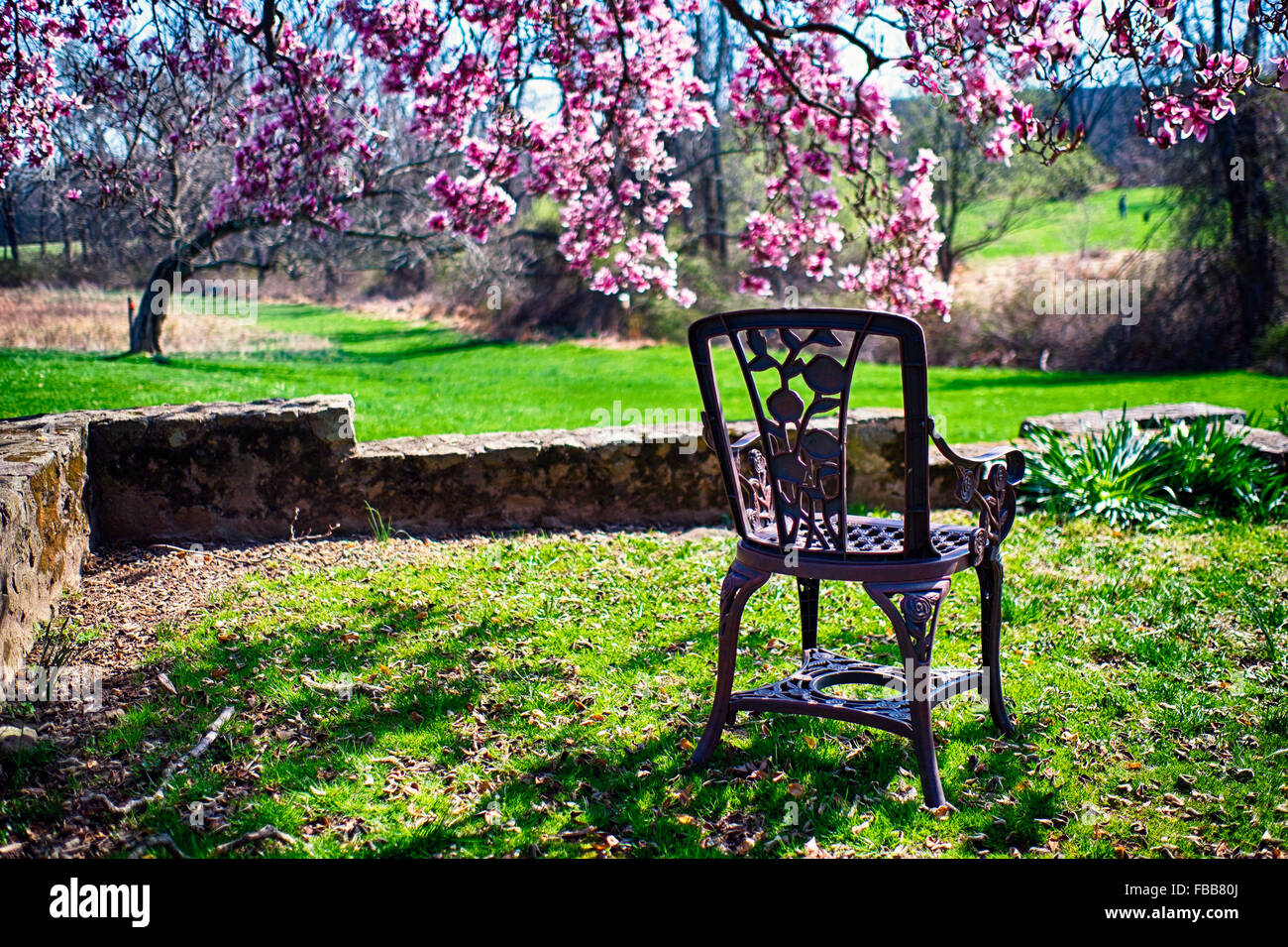 Nahaufnahme von einem antiken Stuhl in einem Garten unter einem blühenden Magnolie Baum, Readington, Hunterdon County, New Jersey Stockfoto