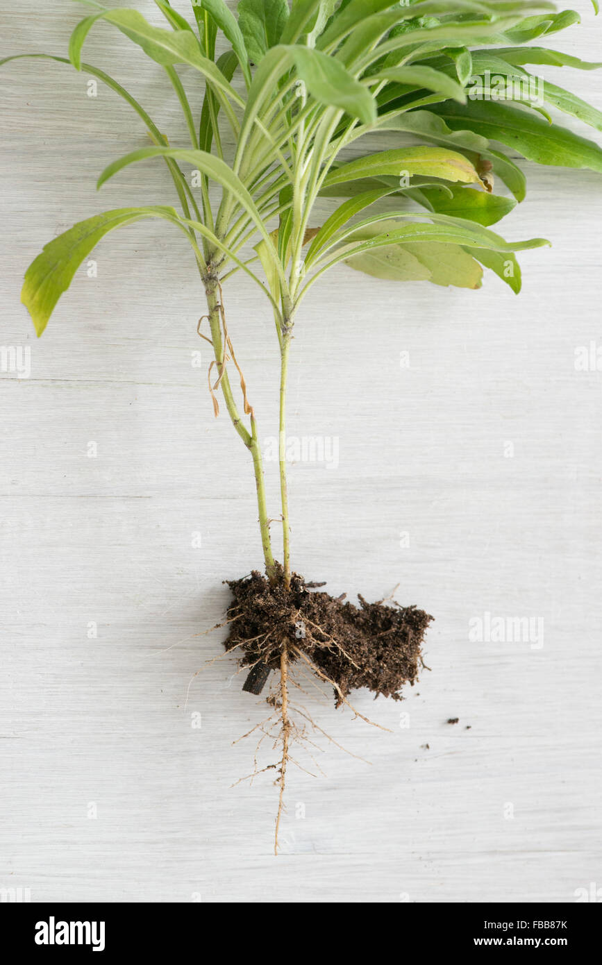 Wurzeln der Pflanzen und Boden Stockfoto