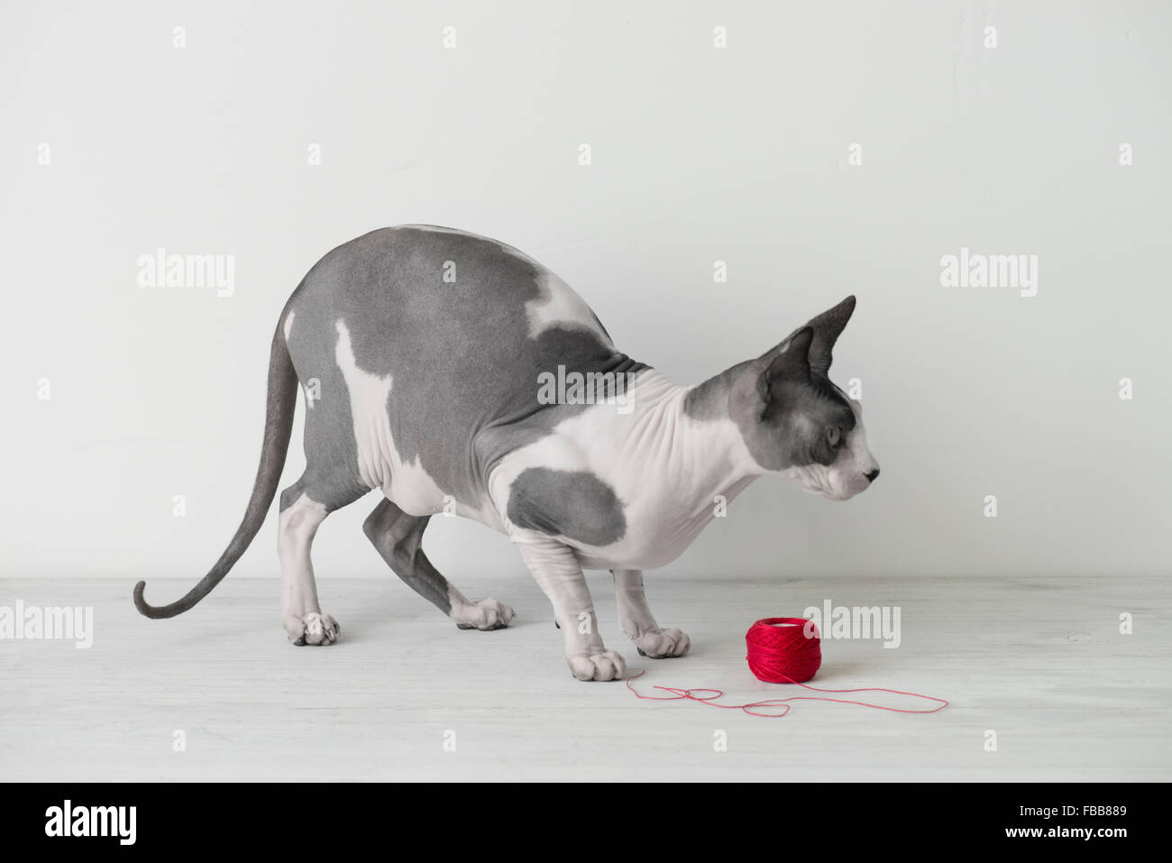 Haarlose Katze spielt mit einer roten Schnur Stockfoto