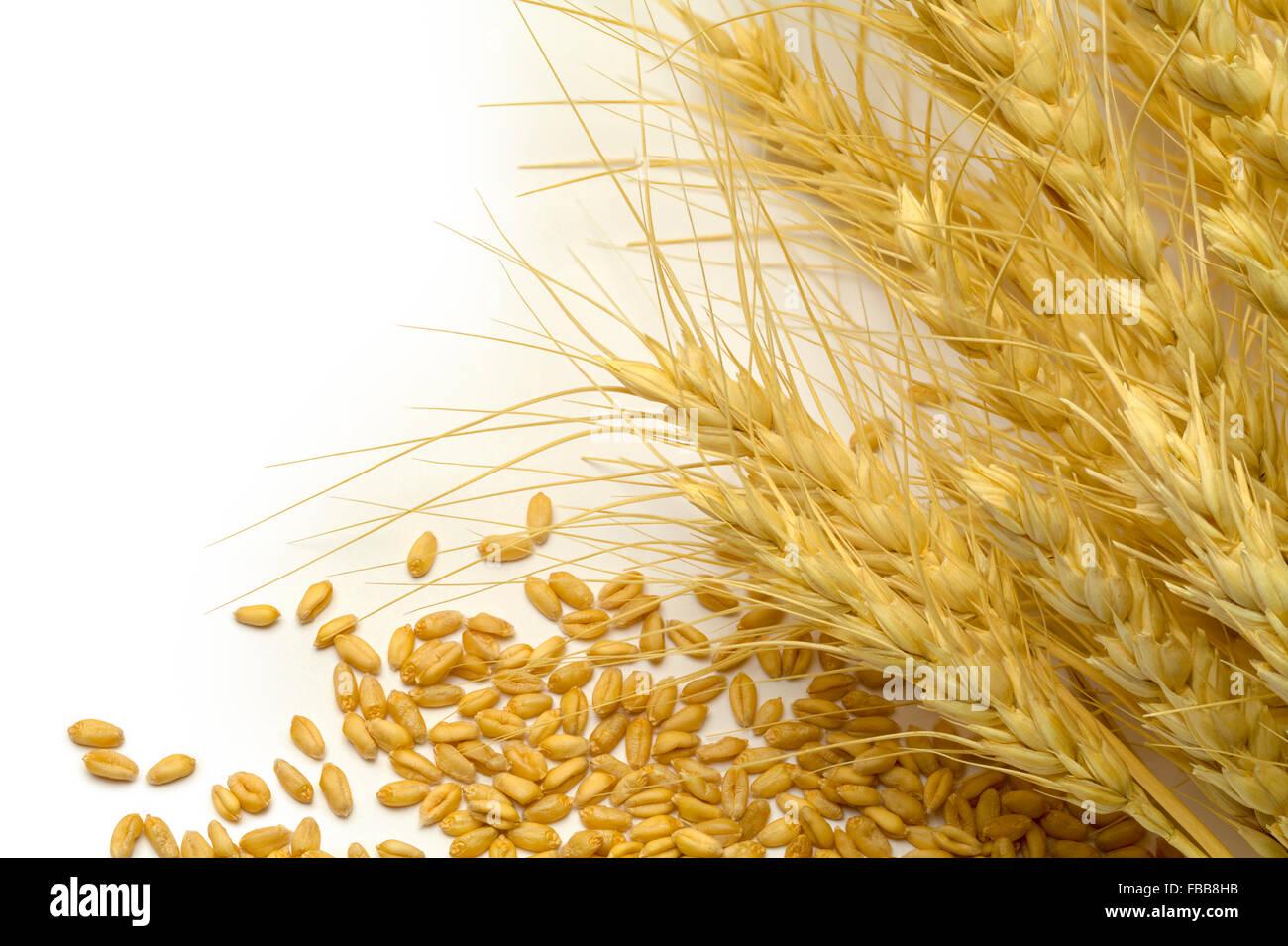 Weizen-Aktien und verstreuten Korn auf weißem Hintergrund. Stockfoto