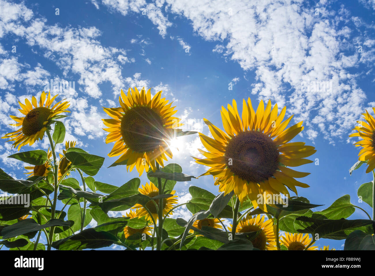 Sonnenblumen und Sonnenlicht in Yamanashi Präfektur, Japan Stockfoto