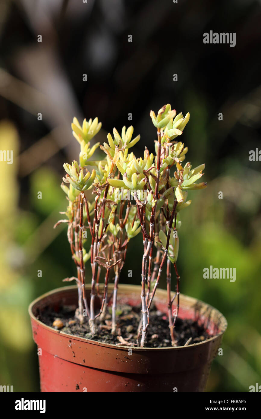 Wachsende Eis Pflanze saftig oder auch bekannt als Lampranthus in einem Topf Stockfoto