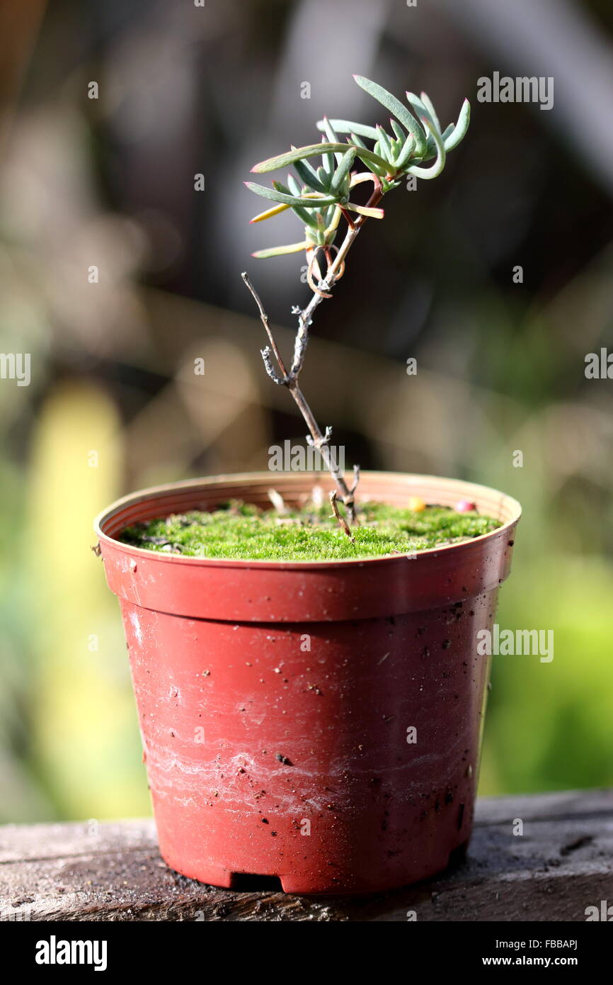 Wachsende Eis Pflanze saftig oder auch bekannt als Lampranthus in einem Topf Stockfoto