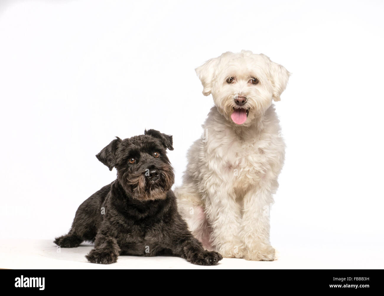 Schwarzen & weiße Hunde Stockfoto