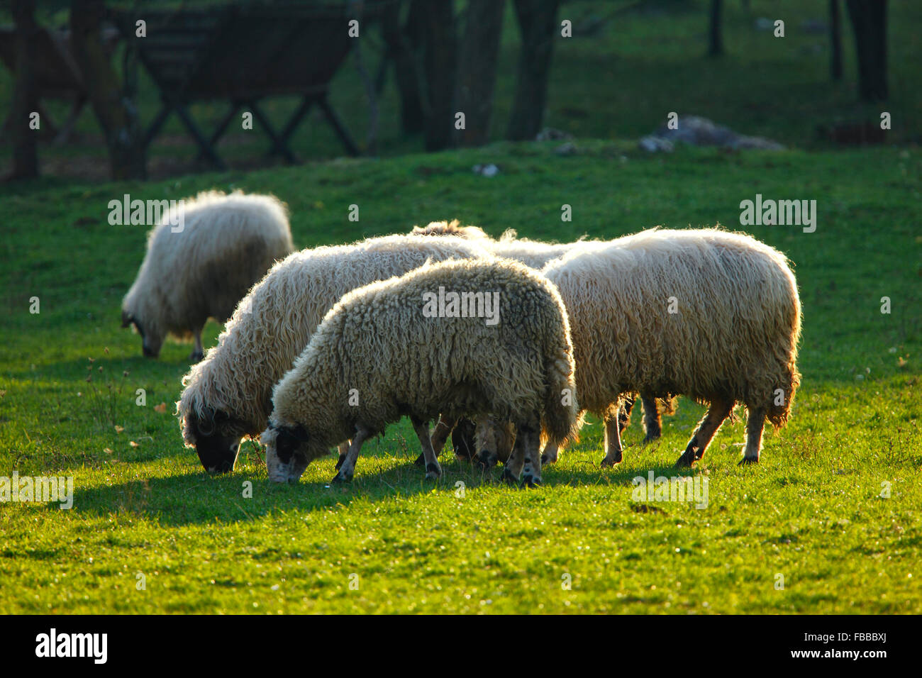 Eine Herde von Schafen auf der sonnigen Wiese. Stockfoto
