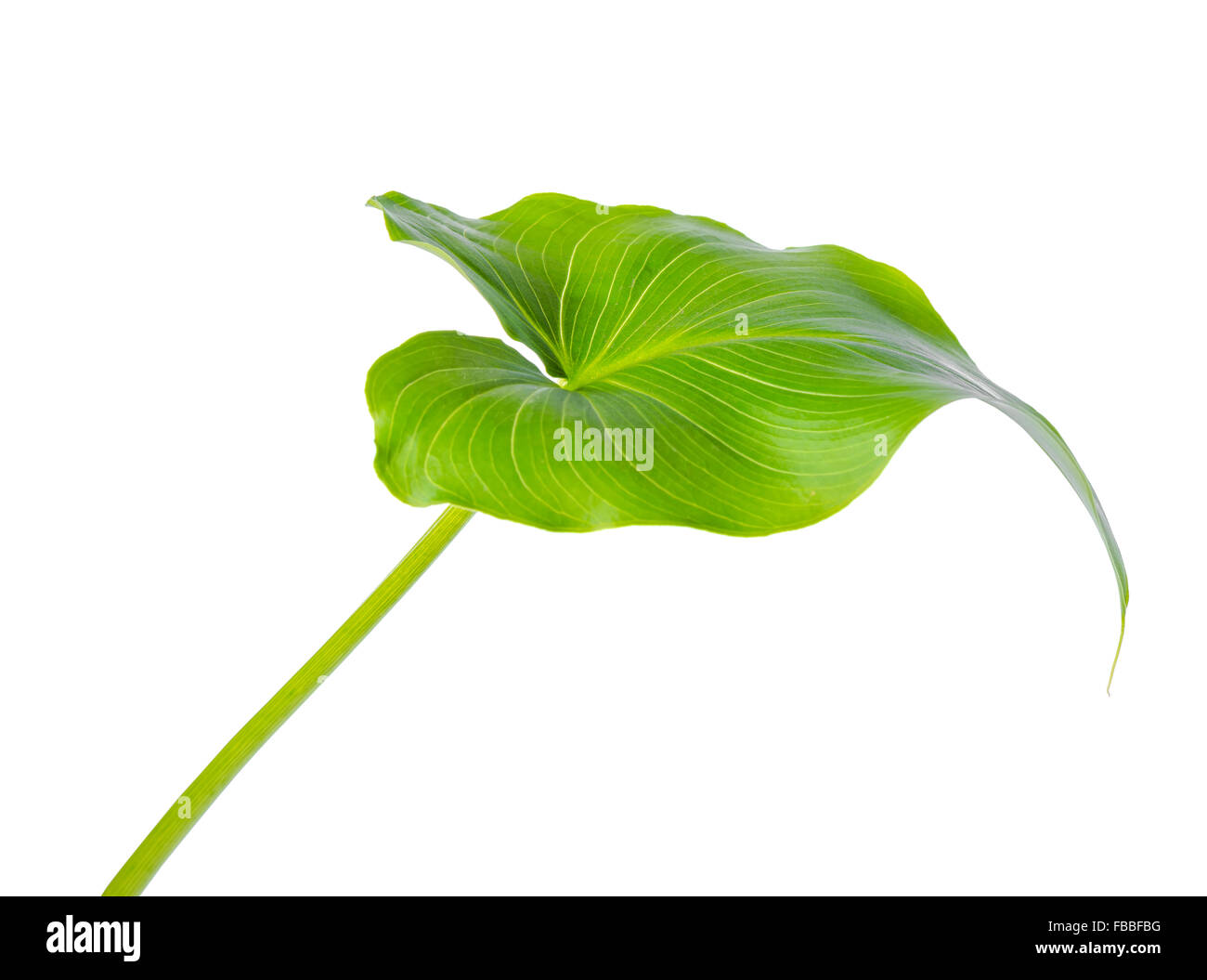 Blatt der Calla Lilie Blume ist isoliert auf weißem Hintergrund, Nahaufnahme Stockfoto