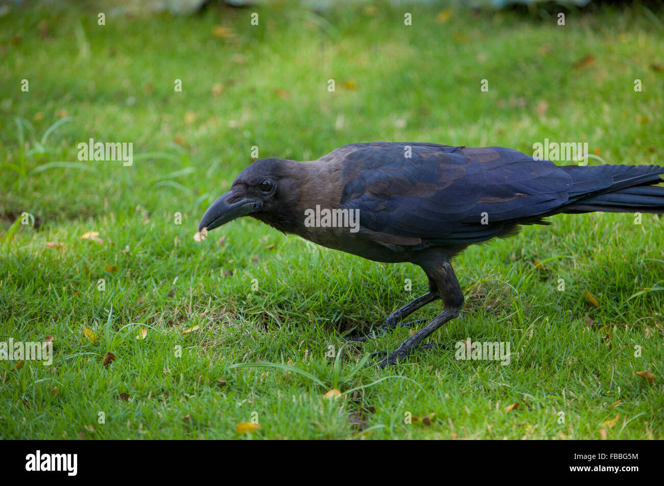 Vogel ein schwarzer Rabe auf einem Rasen, ein Vogel, ein schwarzer Rabe auf einer Wiese, ein Rabe, gefiederten, geht ein Vogel auf einer Wiese, eine Gattung der Vögel Stockfoto