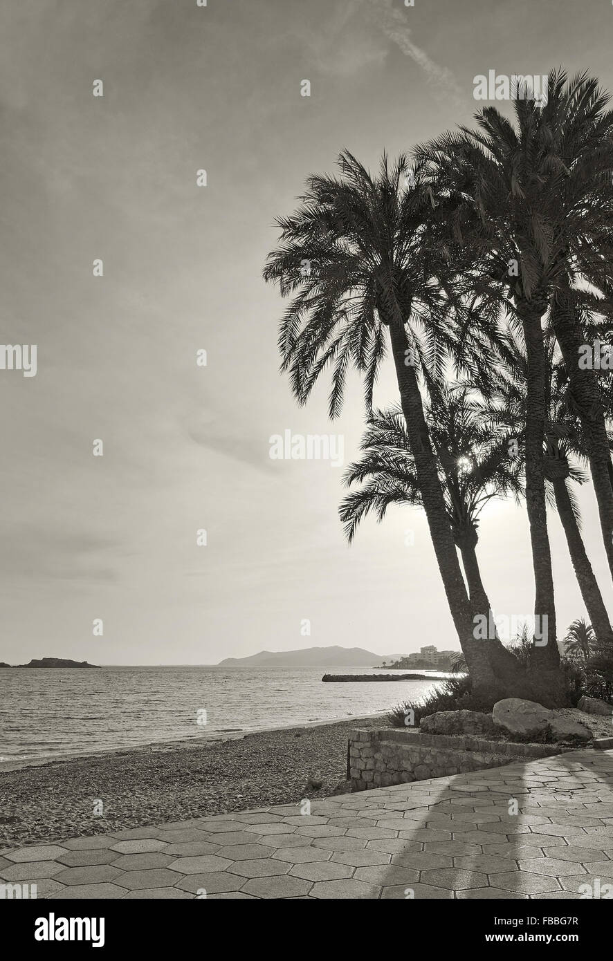 Palm-Baum und Sonne mit Strahlen in monotonen Sepia Farbe. Stockfoto
