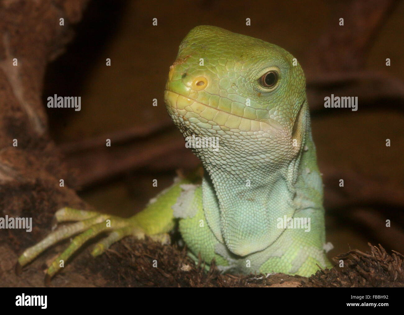Fidschi gebänderten Leguan (Brachylophus Fasciatus), extreme Nahaufnahme des Kopfes Stockfoto