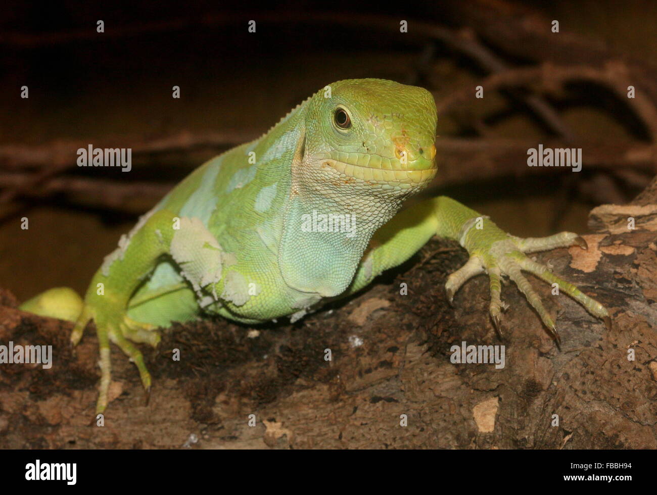 Gebänderten Fidschi Leguan (Brachylophus Fasciatus), Qutiky Pose, vor der Kamera Stockfoto