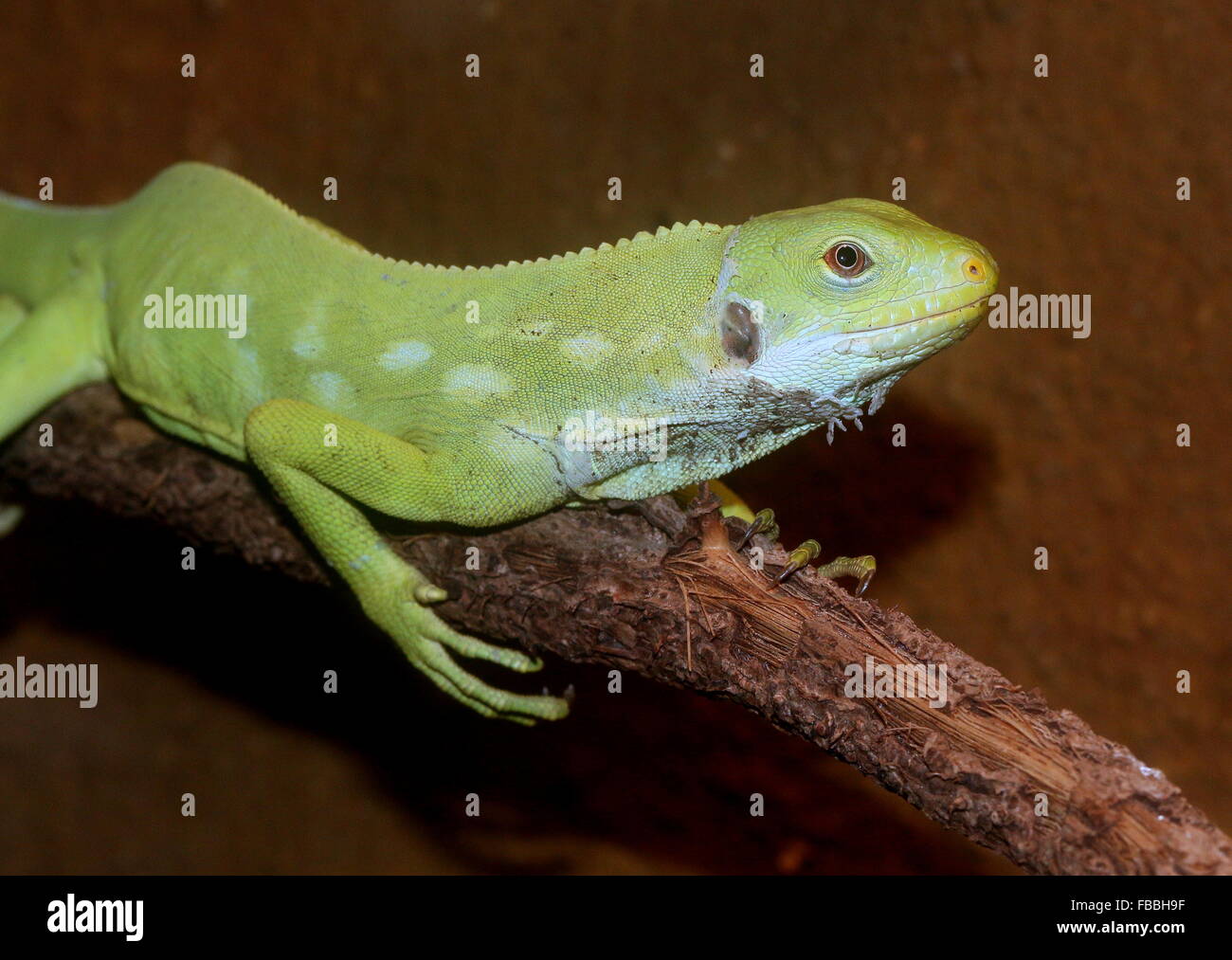 Fidschi gebänderten Leguan (Brachylophus Fasciatus) hocken auf einem Ast Stockfoto