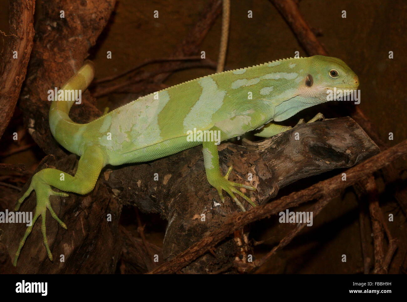 Gebänderten Fidschi Leguan (Brachylophus Fasciatus) Stockfoto