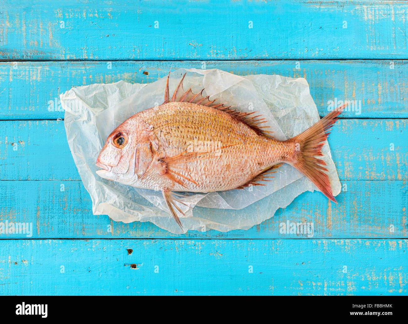 Porgy Fisch (Pagrus Pagrus), auch als weiße Schnapper auf einem mediterranen blau Holztisch entlang der Golfküste bekannt. Stockfoto