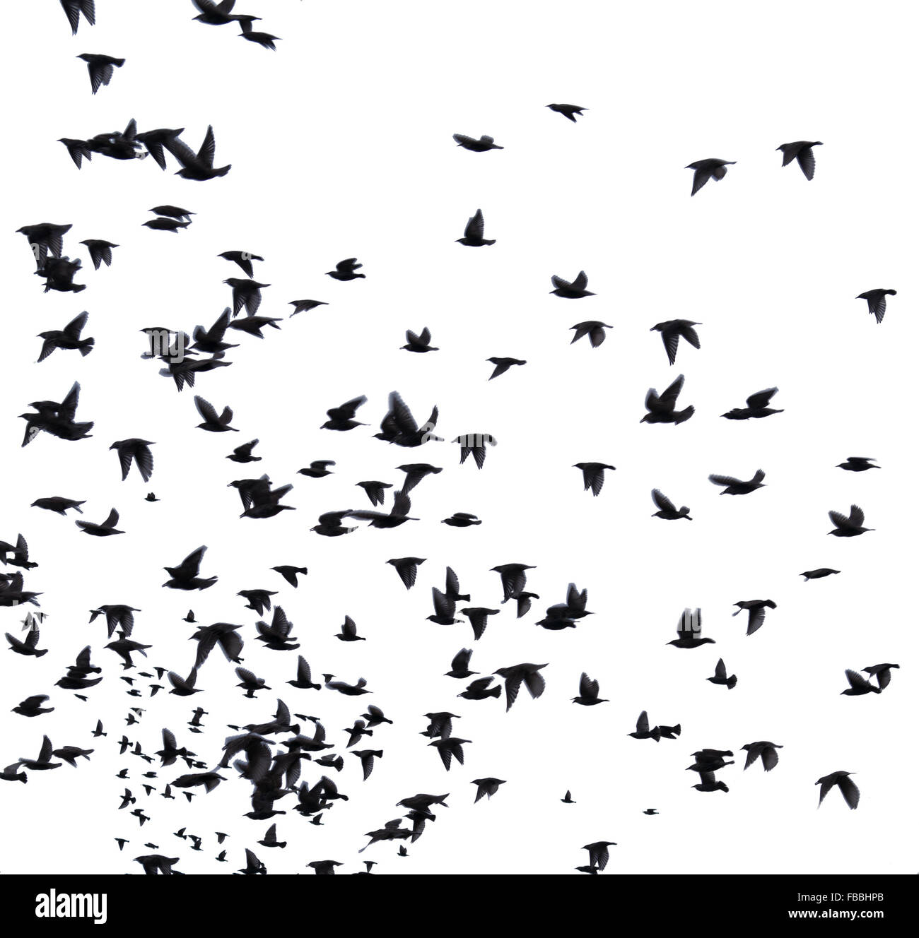 Eine Herde von Zugvögeln. Satz von schwarzen Silhouetten der Vögel fliegen in den Himmel. Isoliert auf weißem Hintergrund Stockfoto