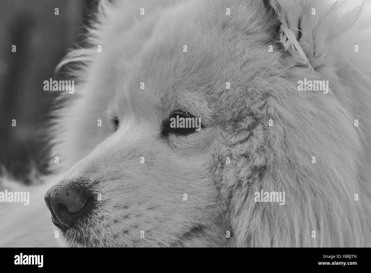 Ein schöner Samojeden Hund Stockfoto