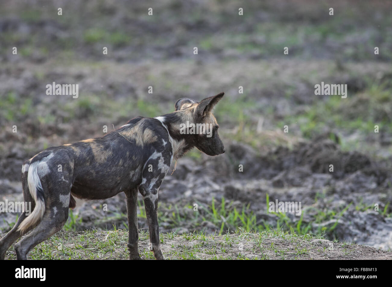 Ein Afrikanischer Wildhund (Lycaon pictus), South Luangwa National Park, Sambia, Afrika Stockfoto