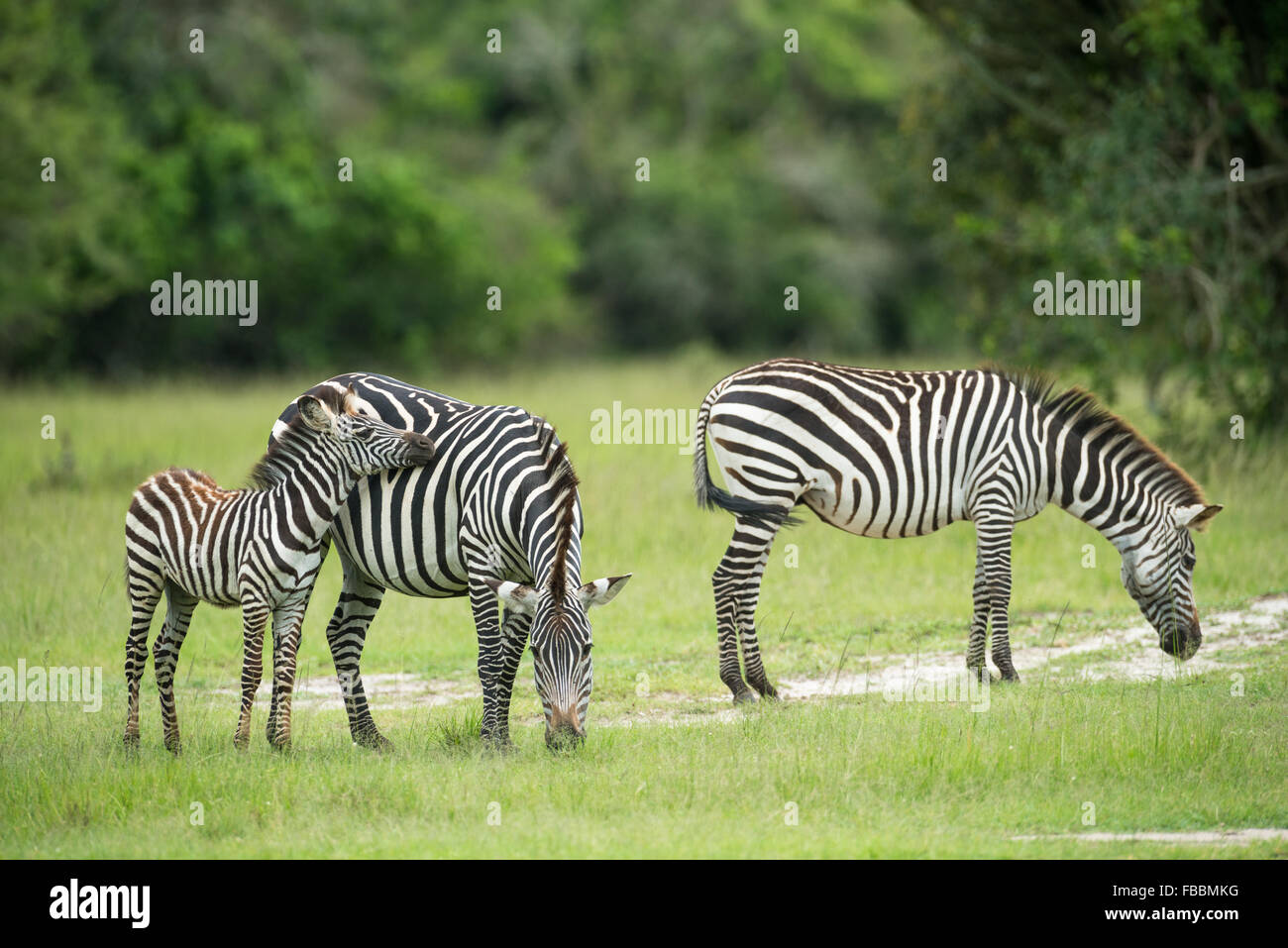 Zebra im Lake Mburo National Park, Uganda Stockfoto