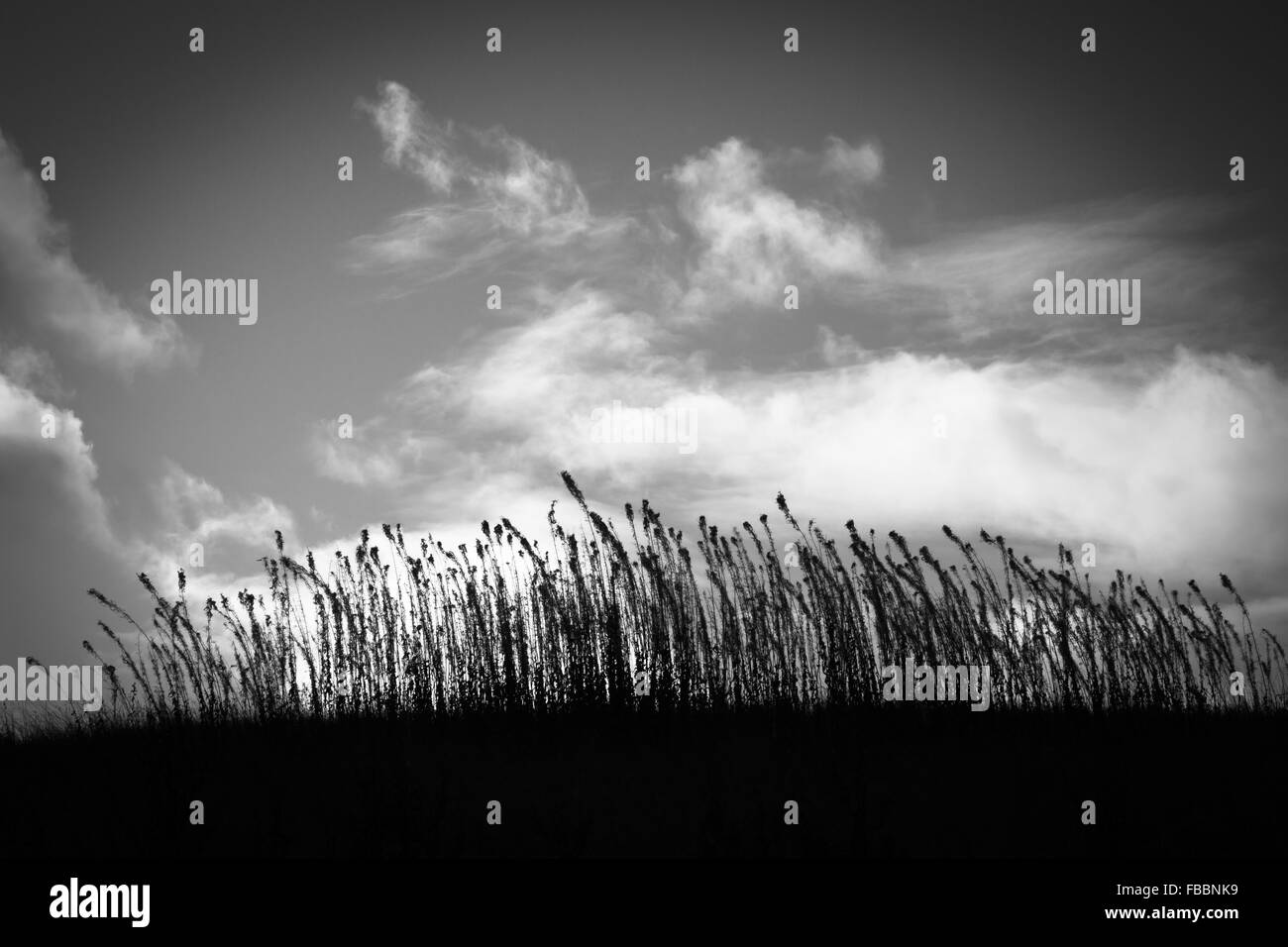 Abstrakte Landschaft in schwarz und weiß. Silhouette der Blutweiderich (Lythrum Salicaria). Stockfoto