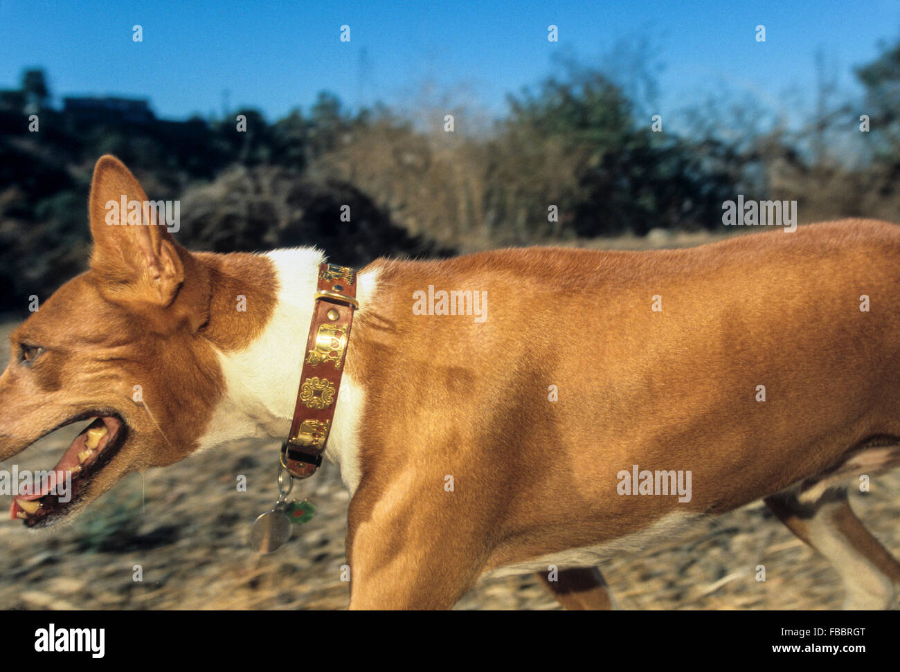 LOS ANGELES, CA-28 AUGUST: Celebrity Dog Walker Annie Hebel in Los Angeles, Kalifornien am 28. August 2003. Stockfoto