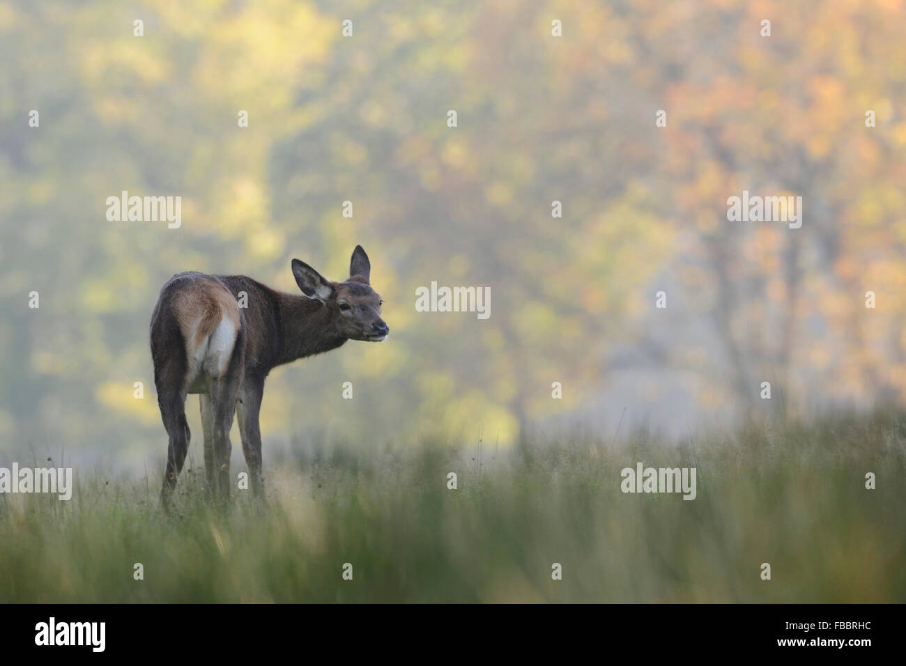Rotwild ( Cervus elaphus ) auf einer von herbstbunten Bäumen umgebenen Rotwild auf einer Rodung in hohem Gras blickt über seine Schulter, Europa. Stockfoto