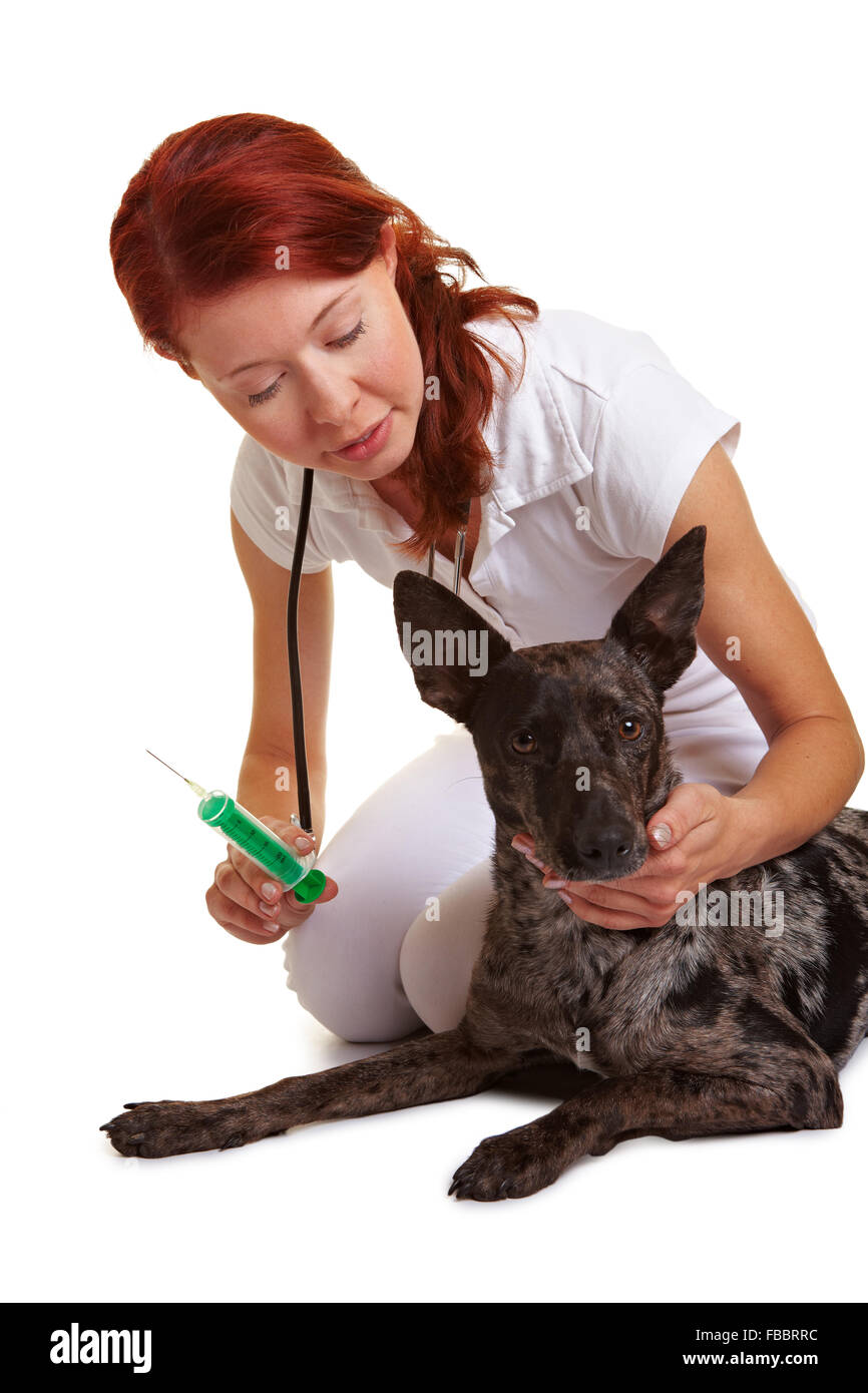 Tierarzt Hund Entwurmung mit einer Spritze zu geben Stockfoto