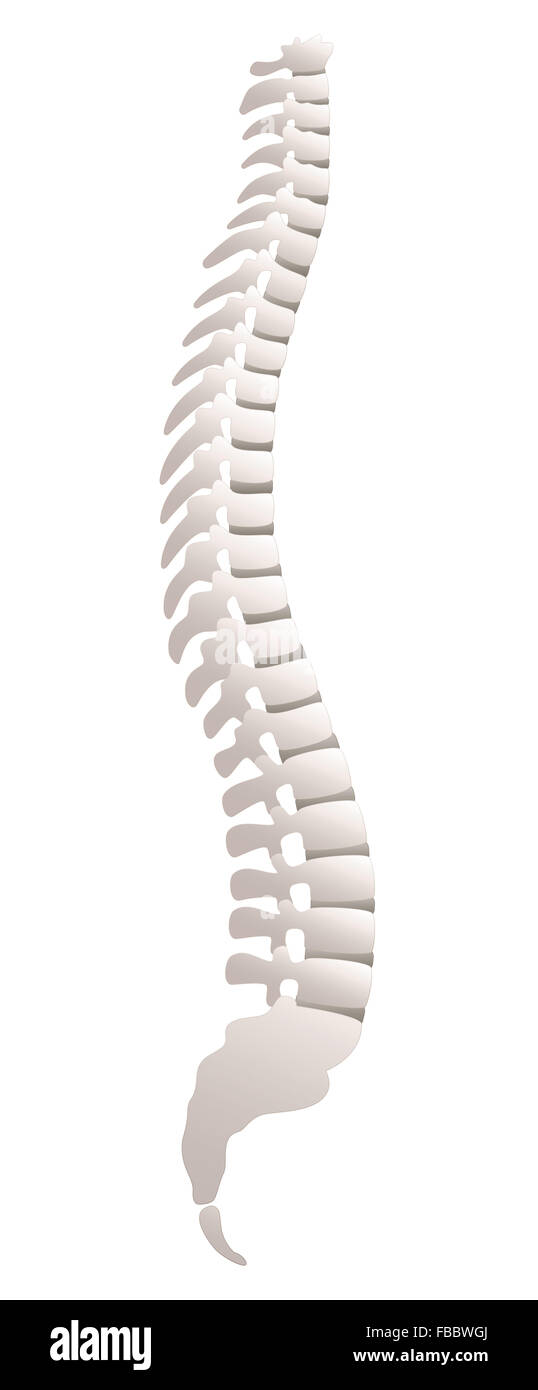 Backbone - Seitenansicht. Abbildung auf weißem Hintergrund. Stockfoto