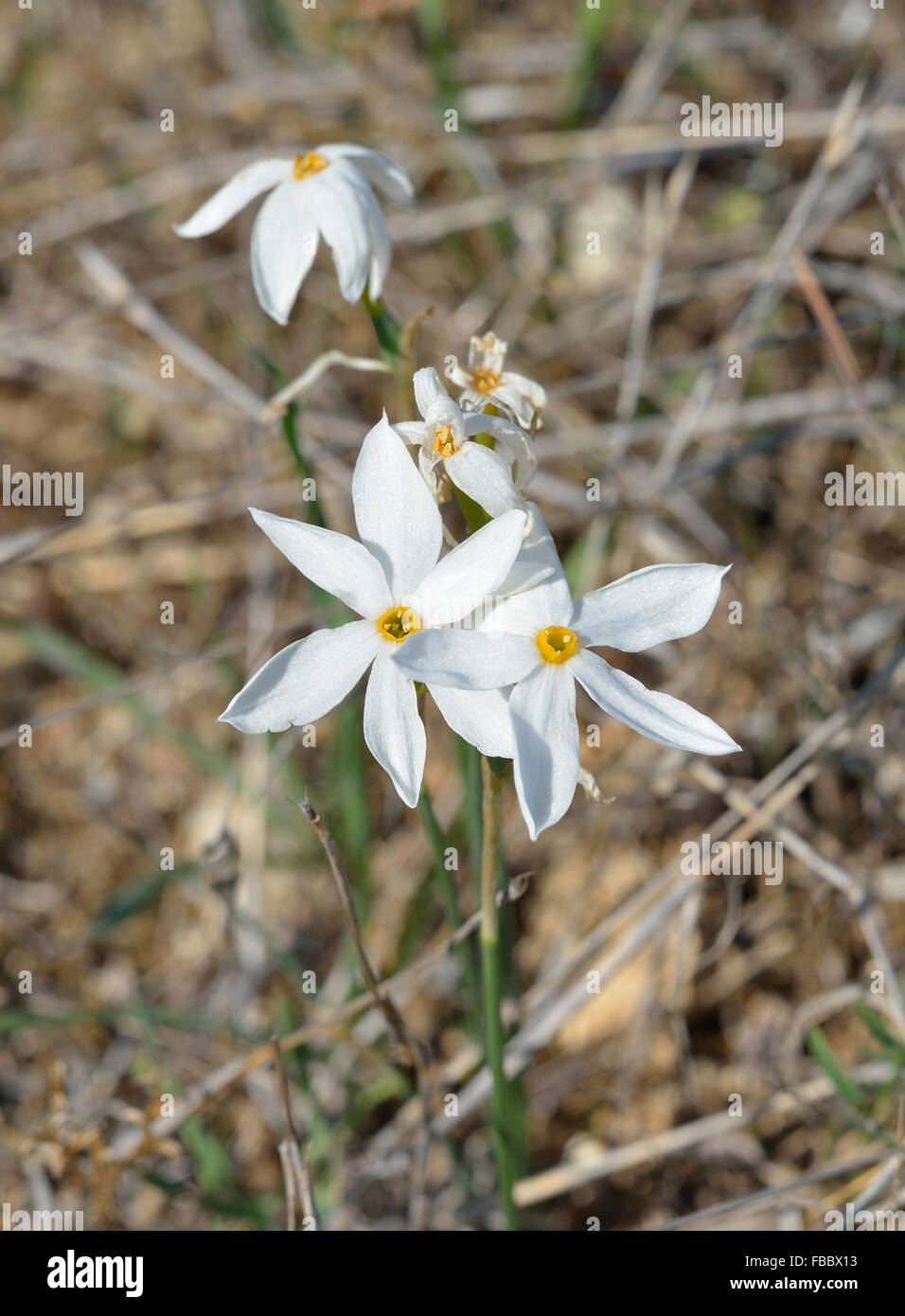 Narcissus Federnelke kleine Herbst blühenden Narzissen Blub Stockfoto