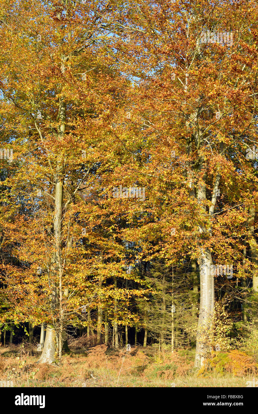 Europäische oder Rotbuche - Fagus Sylvatica Herbst Bäume Stockfoto