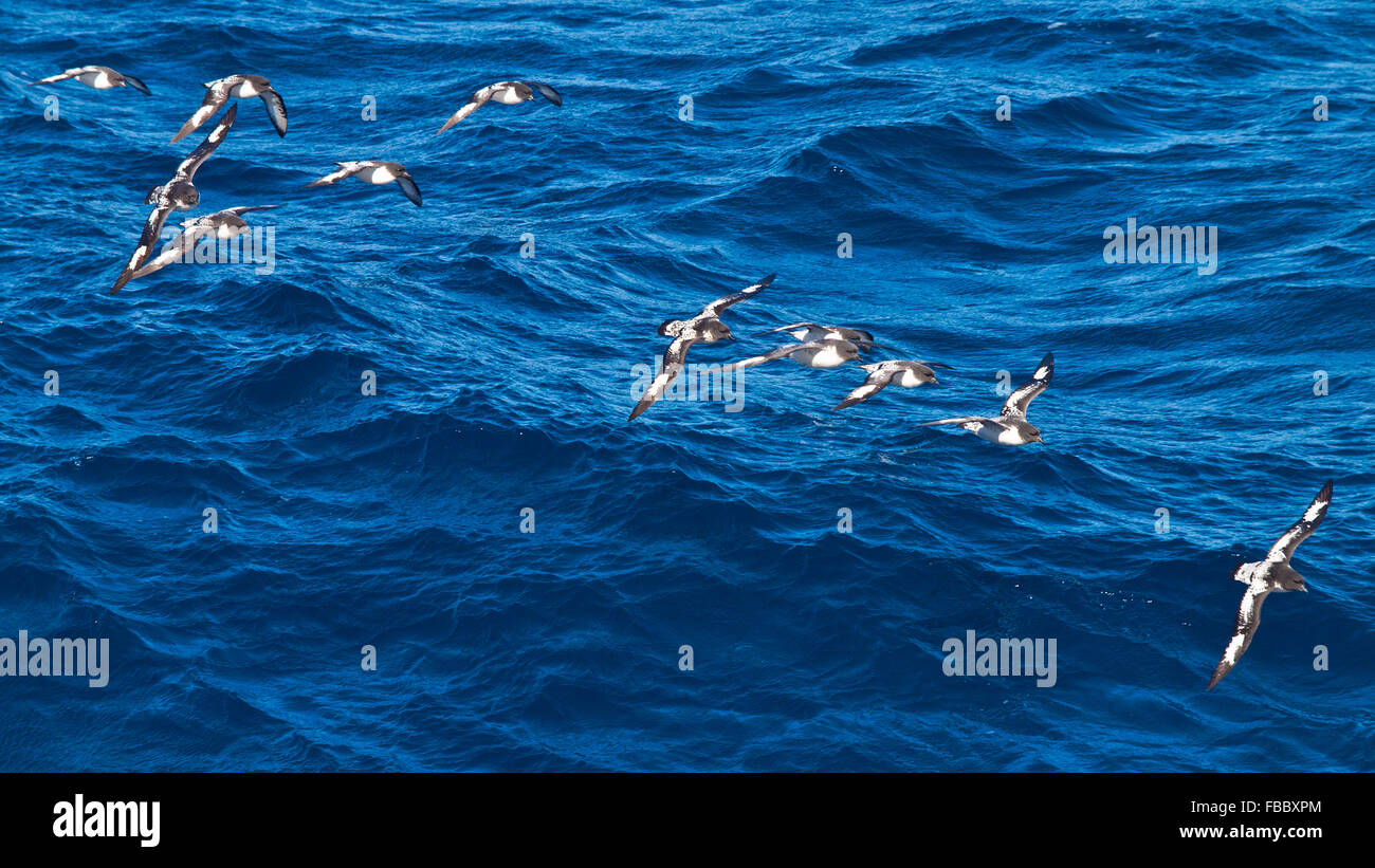 Fliegen in einer Linie in der Nähe von antarktischen Halbinsel Cape-Sturmvögel Stockfoto
