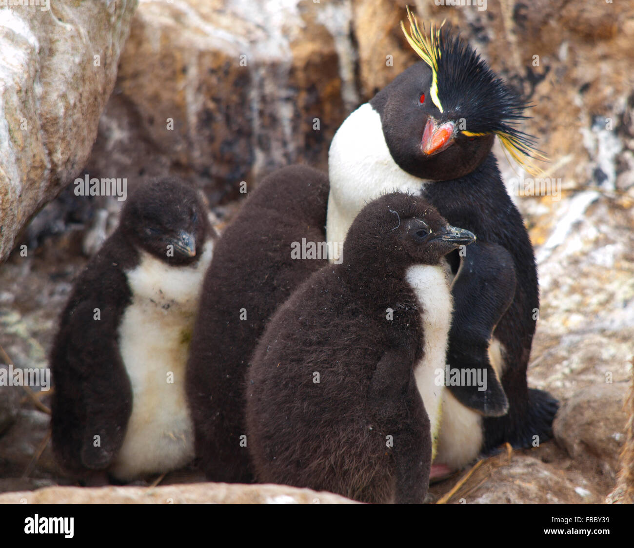 Rockhopper-Pinguin-Familie Falkland Stockfoto