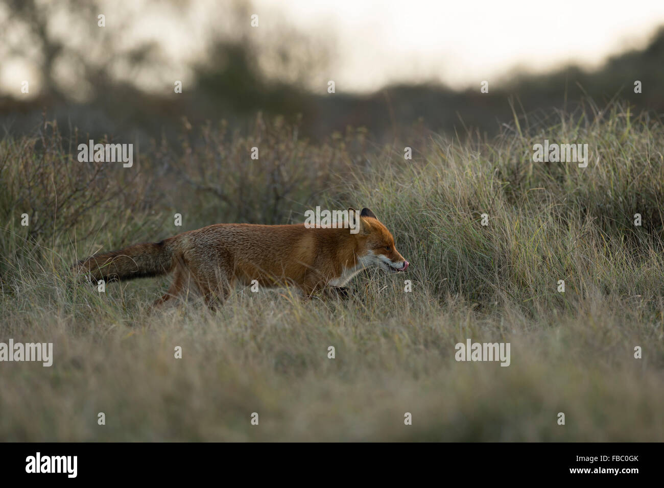 Rotfuchs / Rotfuchs ( Vulpes vulpes ) in sanfter Beleuchtung schleicht durch hohes Gras, sucht nach Mäusen, leckt seine Zunge, Wildtiere, Europa. Stockfoto