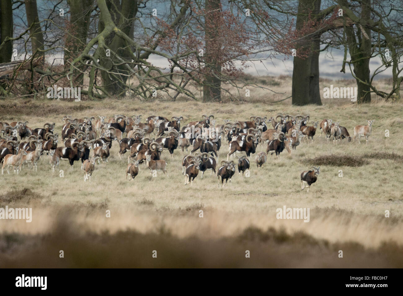 Herde europäischer Muffelwild ( Ovis orientalis musimon ), in offener Natur, typischer Lebensraum, Europa. Stockfoto