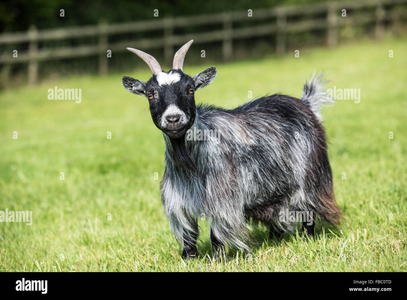 Lange beschichtete weibliche Zwergziege mit Hörnern. Stockfoto