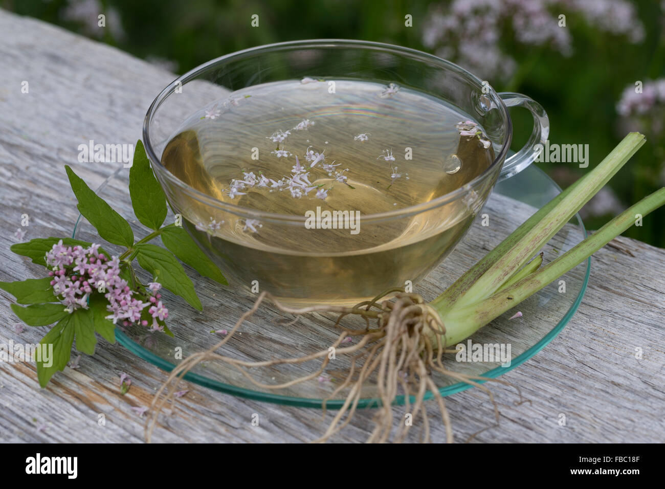 Gemeinsamen Baldrian, Kräutertee, Kräuter-Tee, Kräutertee, Heiltee, Echter Baldrian, Baldriantee, Baldrianblüten, Valeriana officinalis Stockfoto