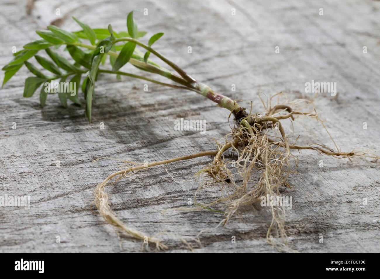 Gemeinsamen Baldrian, Wurzel, Wurzeln, Baldrianwurzeln, Echter Baldrian, Wurzel, Wurzeln, Baldrian-Wurzeln, Valeriana officinalis Stockfoto