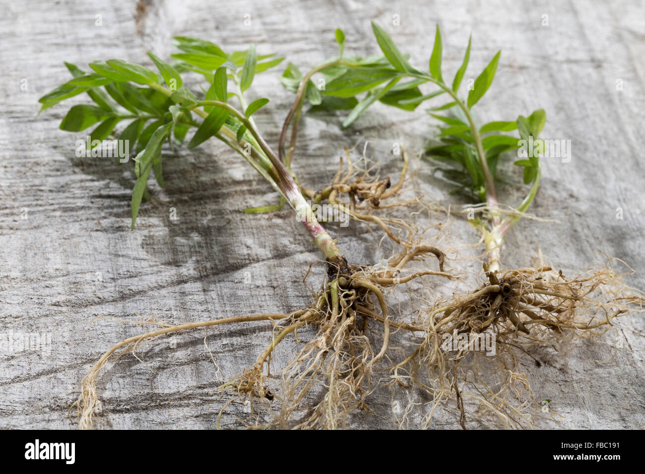 Gemeinsamen Baldrian, Wurzel, Wurzeln, Baldrianwurzeln, Echter Baldrian, Wurzel, Wurzeln, Baldrian-Wurzeln, Valeriana officinalis Stockfoto