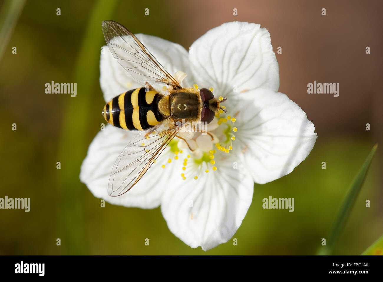 Schweben Sie, fliegen, Hoverfly, Syrphid Fliege, Blume fliegen, Weiblich, Behaarte Schwebfliege, Weibchen, Blütenbesuch, Syrphus torvus Stockfoto